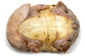 Chelodina rugosa juvenil